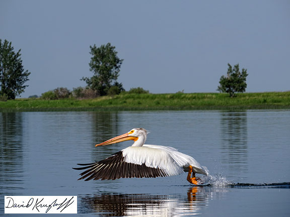 American white pelican, takeoff