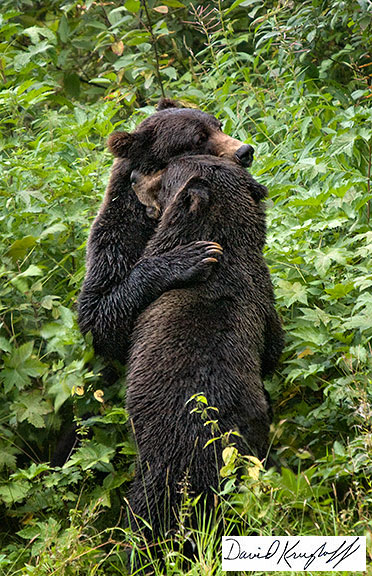 grizzly brothers bear hug