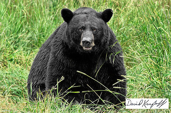 huge black bear close up